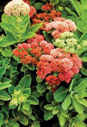 Fall Flower Gardening Tips